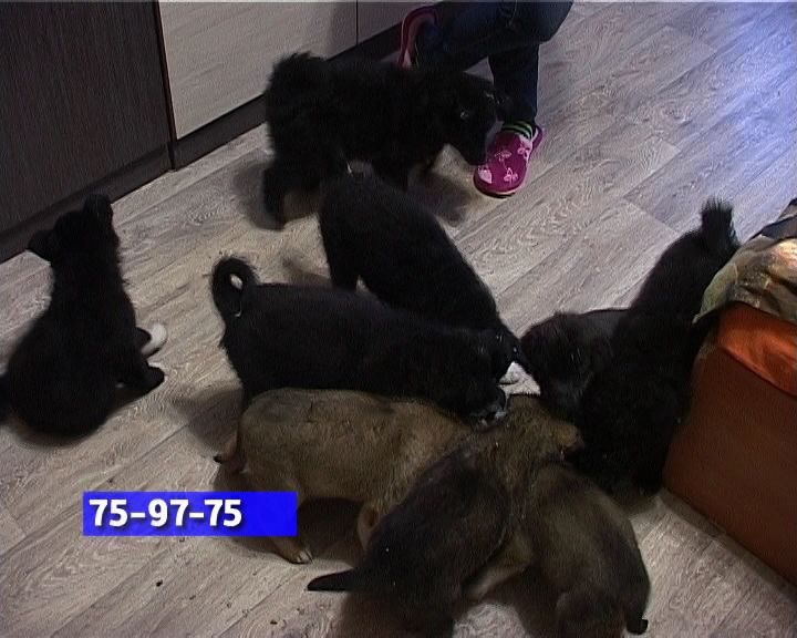 Щенки ждут хозяев