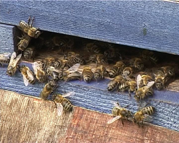 О возрождении вятского пчеловодства