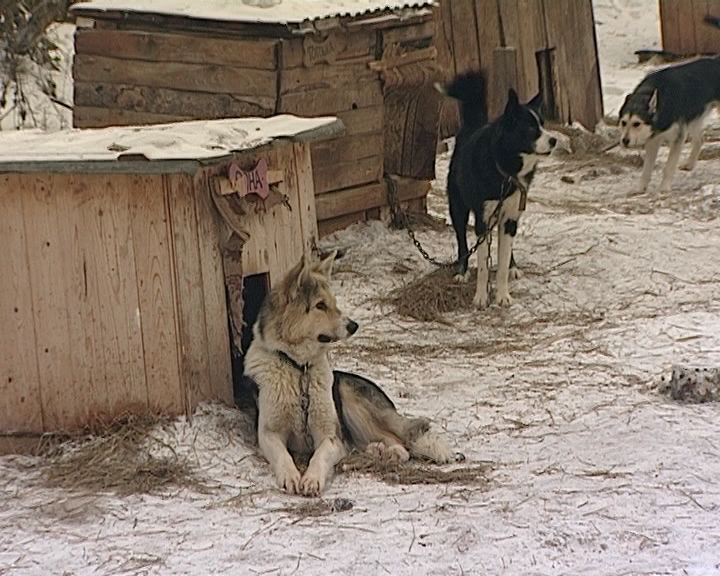 Приюту для бездомных собак требуется помощь волонтеров и неравнодушных людей