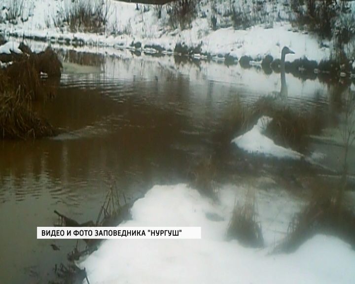 В заповеднике 