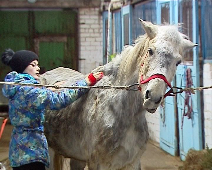 В истории о конфискованных из частной конюшни лошадей точку ставить рано