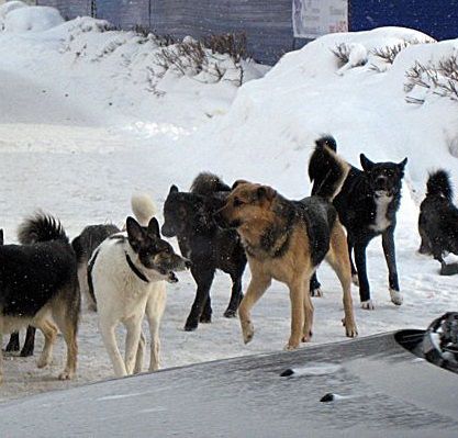 В Кирово-Чепецке отловили 49 бродячих собак.