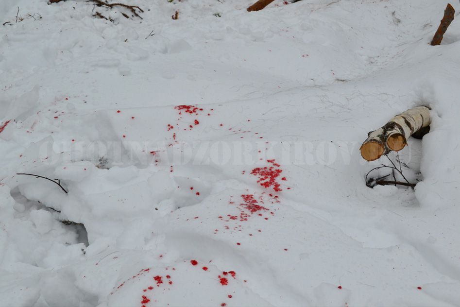 В Свечинском районе браконьеры застрелили беременную лосиху.