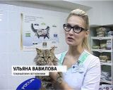 В Кирове отметили всемирный день кошек