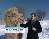 В деревне Ежово Омутнинского района в местном конном клубе поселился верблюд