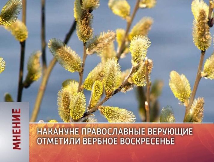 Мнение (25.04.2016)