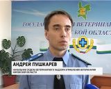 Хэппи-энд в истории с оленями-нелегалами, которых обнаружили в Кирове