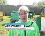 В Кировской области будет создана пасека для потомков первобытной лесной пчелы