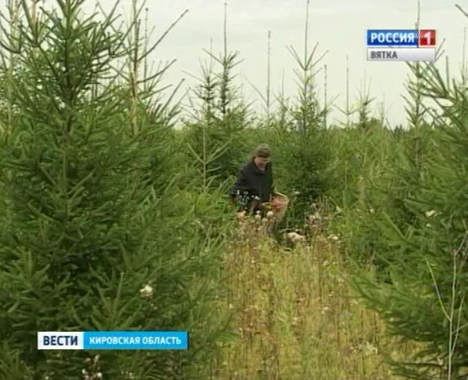 В Кировской области нашли пенсионерку, заблудившуюся в лесу