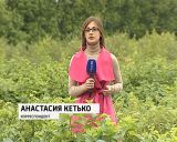 Экспериментальный сад кировских селекционеров