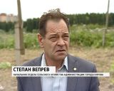 Опасное растение - Борщевик Сосновского уже отвоевывает окраины городов