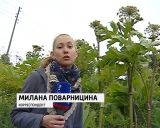 Опасное растение - Борщевик Сосновского уже отвоевывает окраины городов