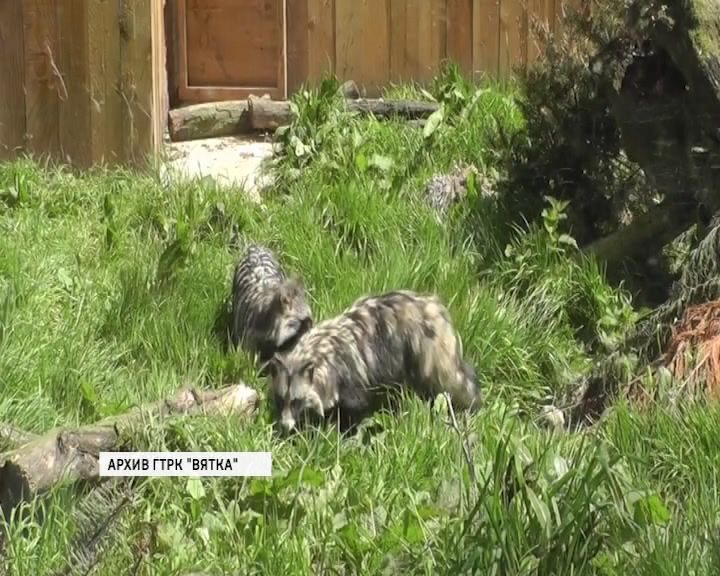 В Кировской области по-прежнему сохраняется высокая опасность заразиться бешенством