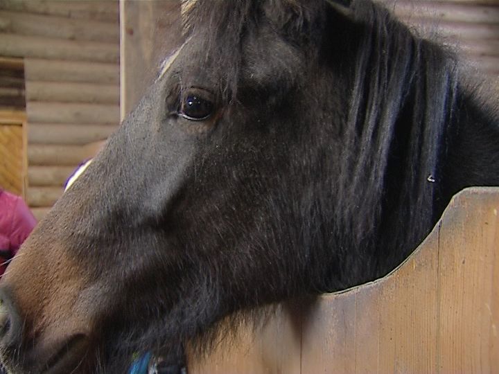 В Котельничском районе объявился конокрад