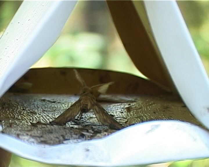 В лесах региона вновь обнаружен опасный вредитель - сибирский шелкопряд