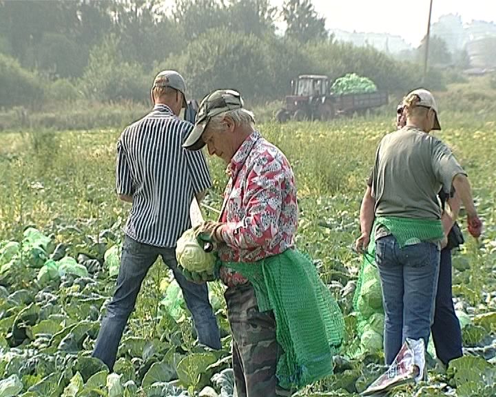 Обеспечение города овощами