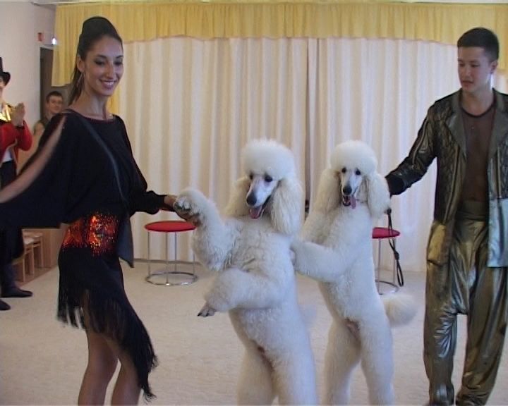 Цирк доступен всем