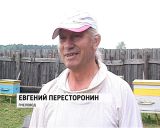 Дети на пасеке 