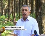 «Зеленый щит» города 