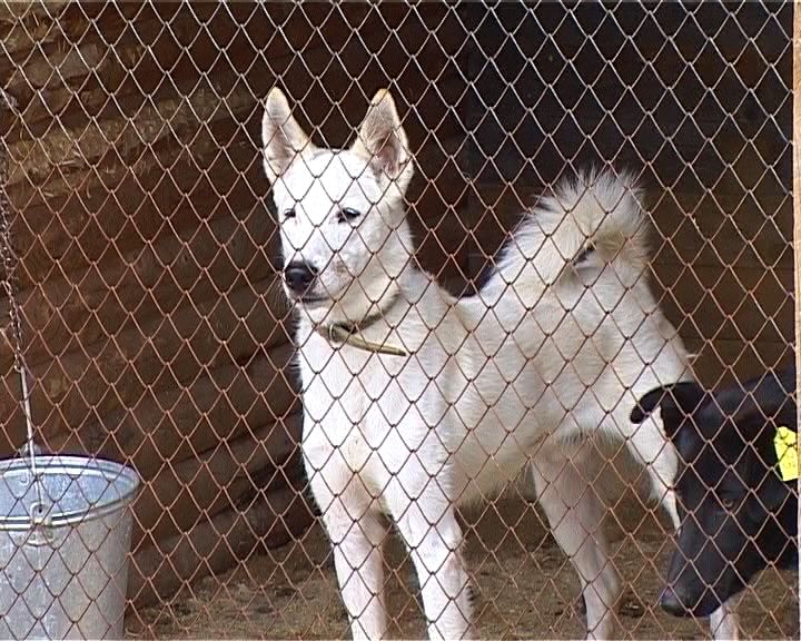 Собакам нужна помощь
