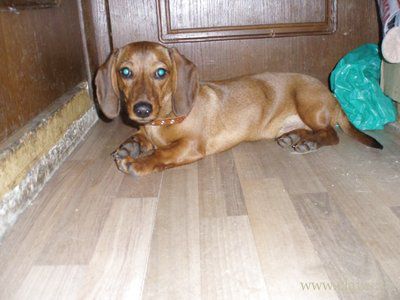 В Кирово-Чепецке наложили арест на таксу за правонарушение хозяйки собаки.