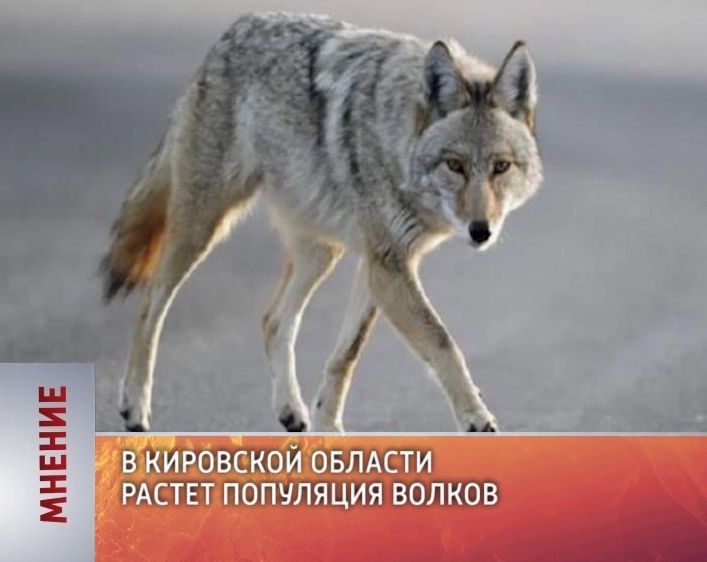 Мнение (12.10.2016)