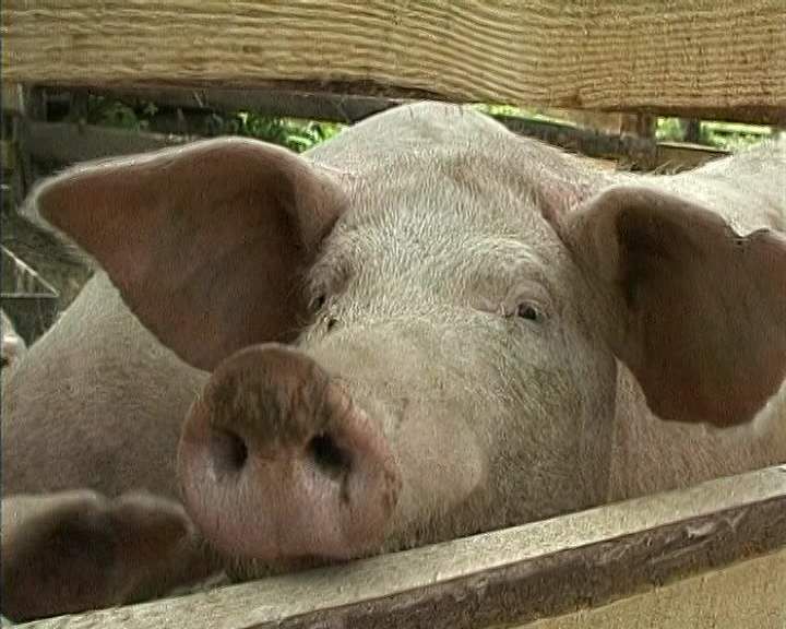 Продлён срок приёма документов на получение субсидий