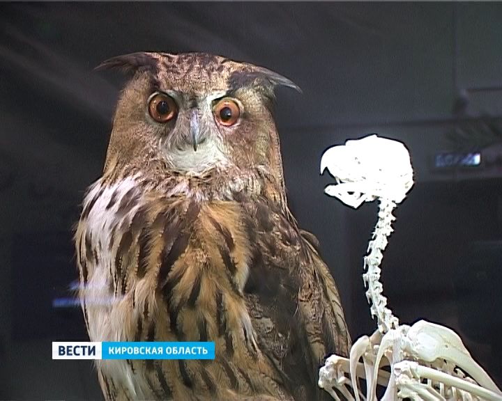 «Тайны анатомии» в Кировском зоологическом музее