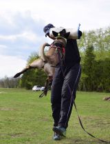 Кировчане - чемпионы Кубка России по служебному собаководству