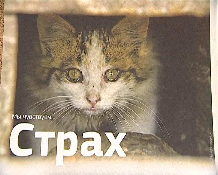 Киров присоединился к Всероссийскому социальному проекту 