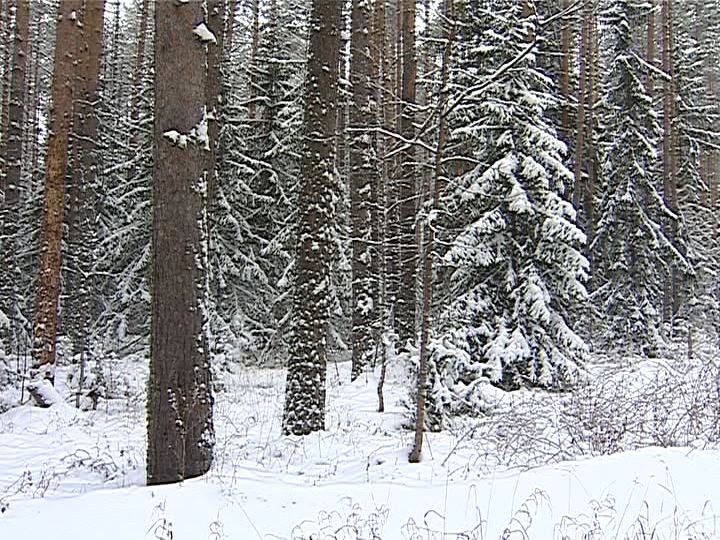 Полицейские спасли подростка, который без лекарства ушел в лес
