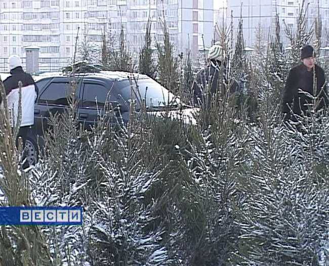 В Кирове откроются елочные базары