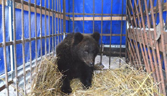 В Опаринском районе спасли голодного медвежонка