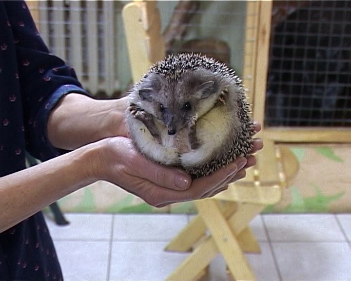 К миру природы можно прикоснуться в эко-клубе «Лес»