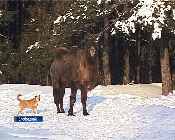 Добрые люди спасли верблюда от верной смерти