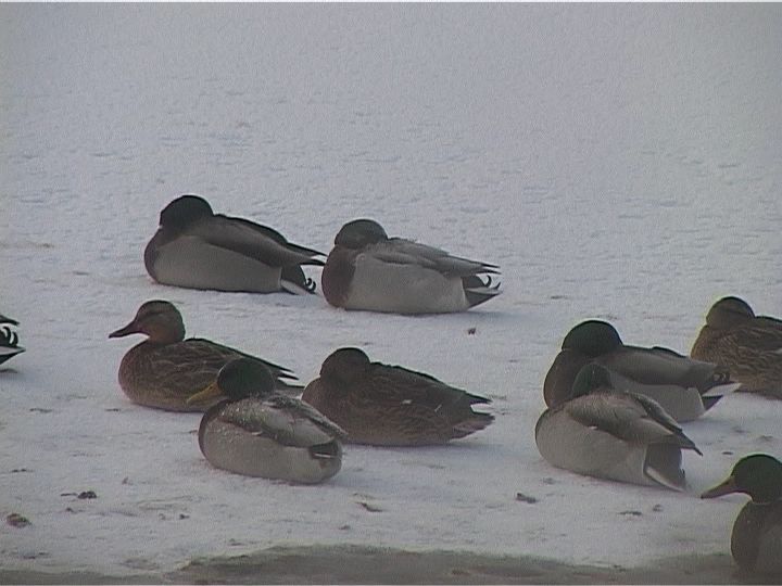 На Вятку вернулись морозы