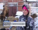 Добрые люди спасли верблюда от верной смерти