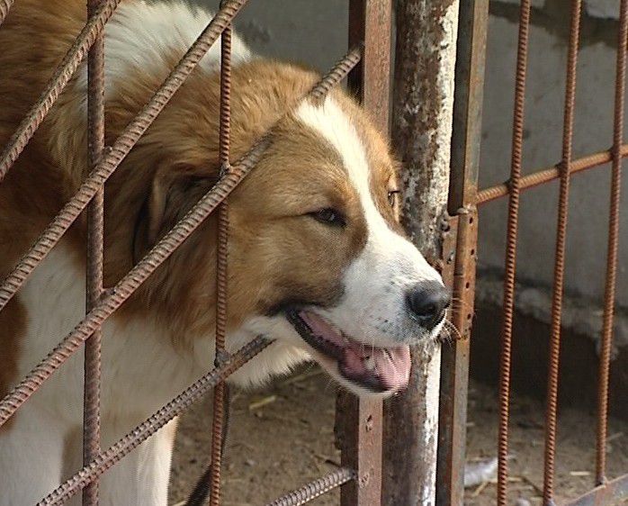 В понедельник в Кирове начнется отлов бродячих собак