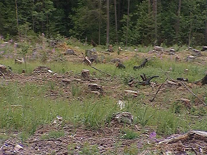Незаконной рубкой леса причинил ущерб на 6 миллионов рублей