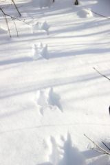 В Тулашоре пересчитали зверей