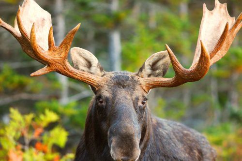 В Кировской области браконьера, убившего лося, приговорили к 130 часам обязательных работ.