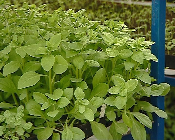 Кировские сельхозпредприятия уже подготовили для садоводов посадочный материал