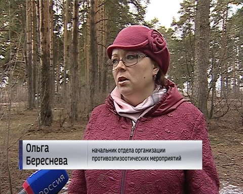 В Кирове зарегистрировали седьмой случай бешенства у животных