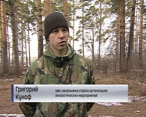 В Кирове зарегистрировали седьмой случай бешенства у животных