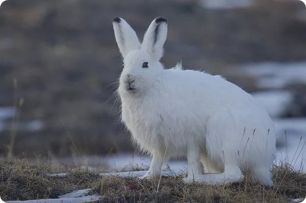 В Кировской области подсчитали охотничьих животных
