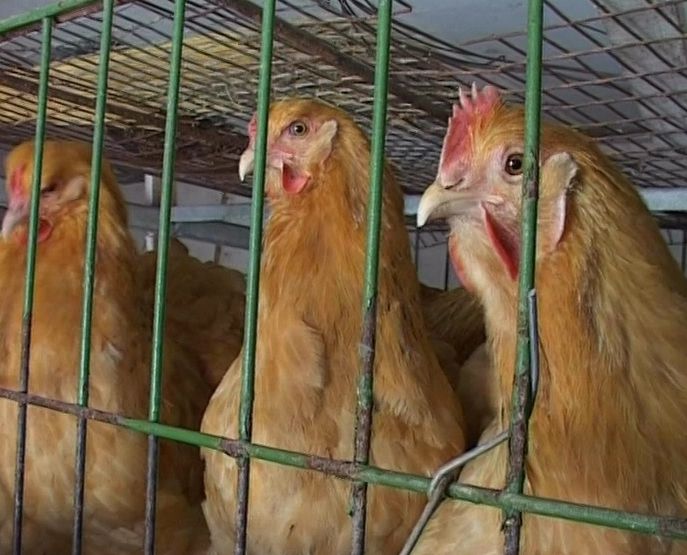 В регионе выявлена продукция, зараженная вирусом гриппа птиц