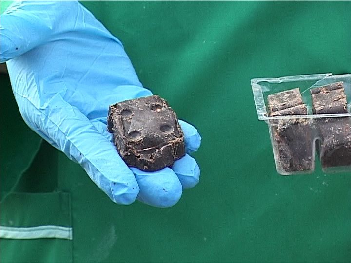 В кировских лесах выложен миллион доз вакцины от бешенства