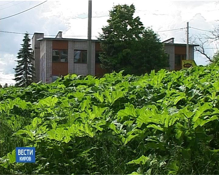 В Кирове началось уничтожение борщевика