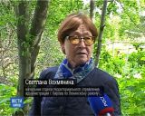 В Кирове началось уничтожение борщевика