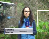 В Кирове началось уничтожение борщевика